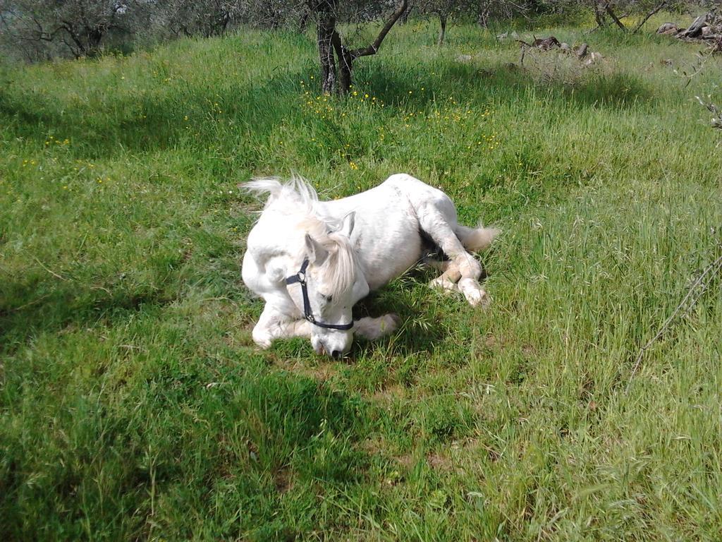 Agriturismo Il Cavallone Villa Montelupo Fiorentino Bagian luar foto